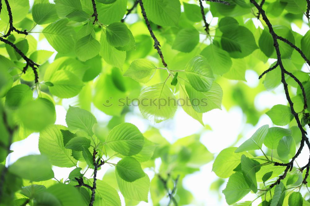 Similar – Image, Stock Photo special Leaf Treetop