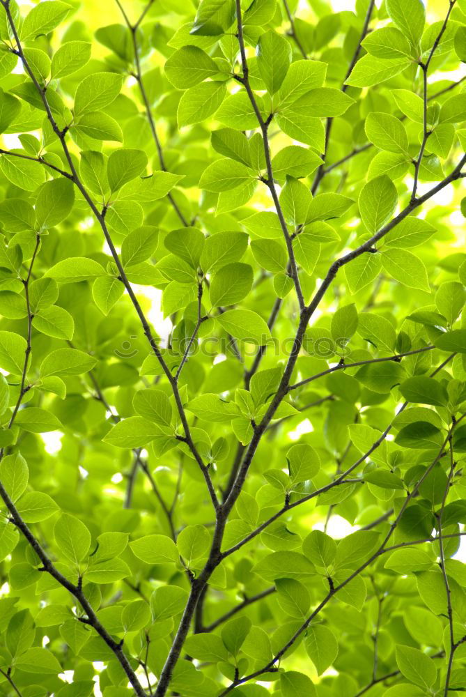 Similar – Image, Stock Photo special Leaf Treetop