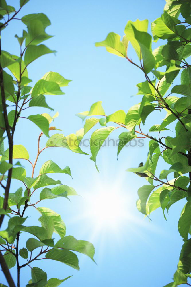 Similar – Foto Bild Summertime? Blatt springen