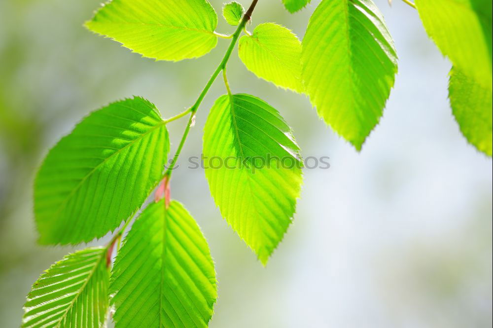 Similar – Image, Stock Photo Ginkgo 3 Nature Spring