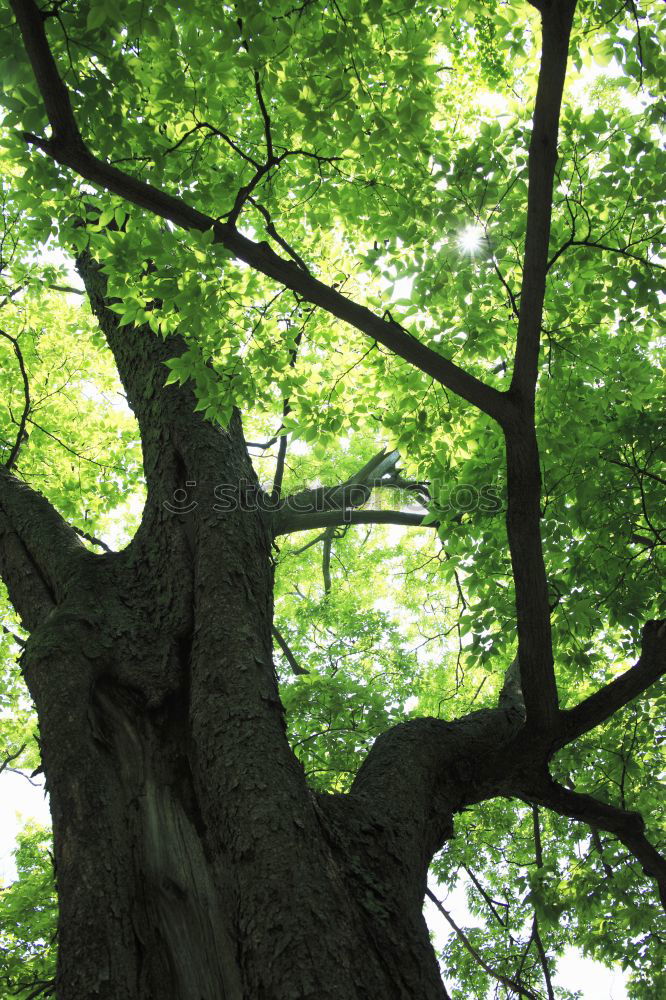 Similar – Der grüne Baum Eiche Park