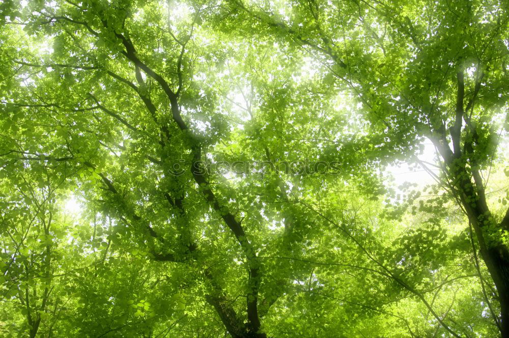 Similar – Foto Bild Grüne Lunge tree leaf
