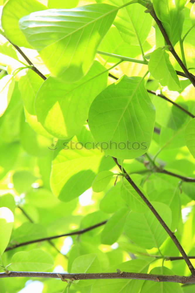 Similar – Image, Stock Photo special Leaf Treetop