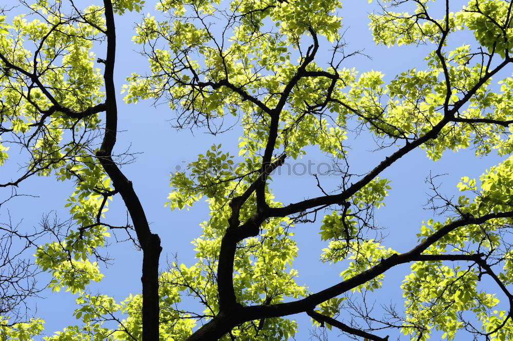 Foto Bild ästhetisch Natur Pflanze