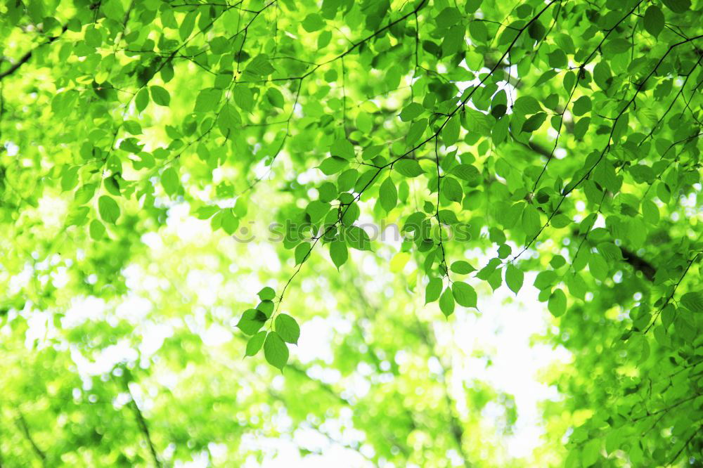 Similar – Image, Stock Photo summer resort Light Green