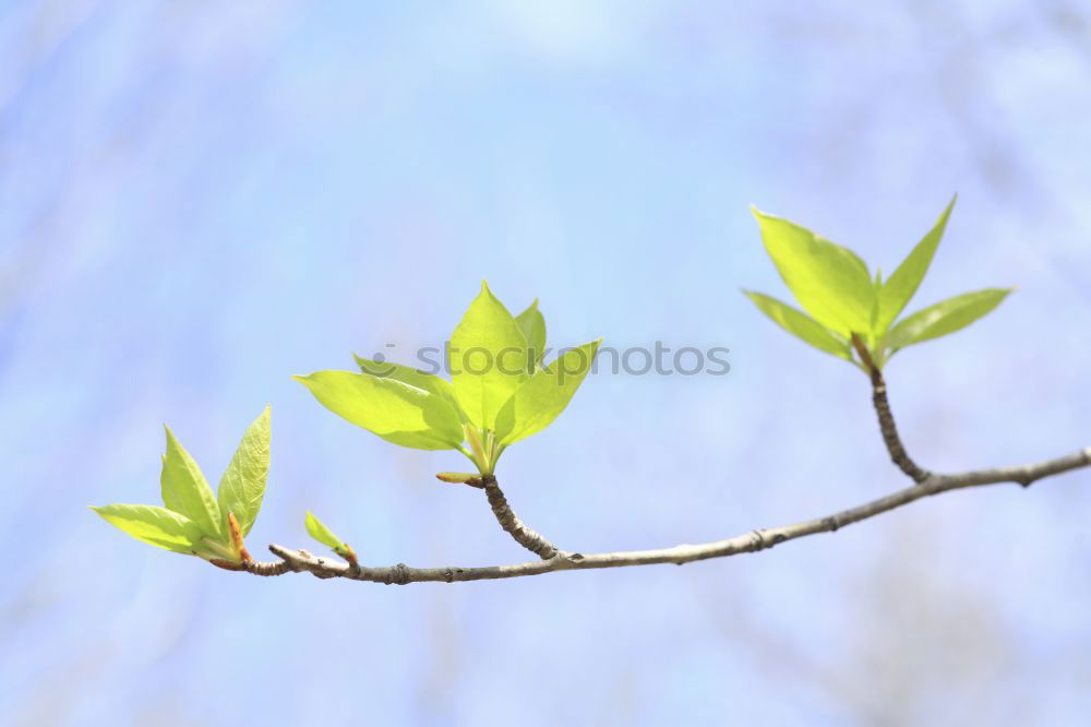 frühlings grün Blatt Ast