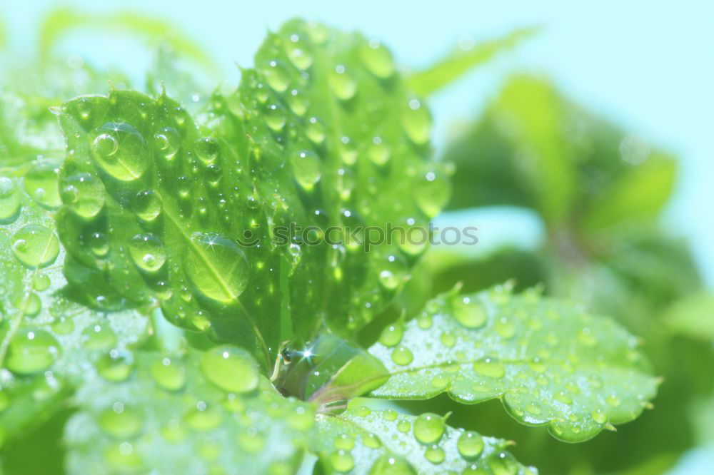 Similar – Foto Bild strawberry grün Pflanze