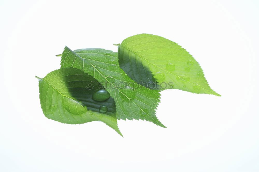 Similar – fruits and also the leaf of a plane tree