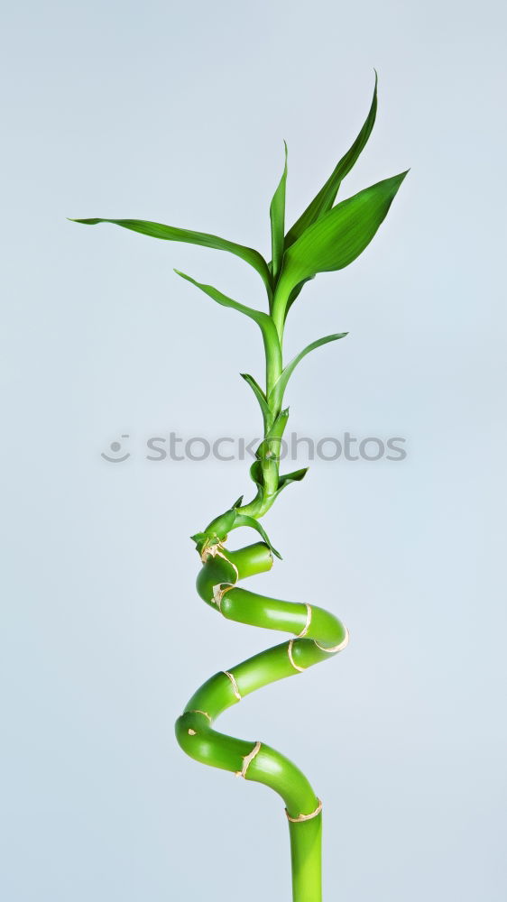 Image, Stock Photo green electricity