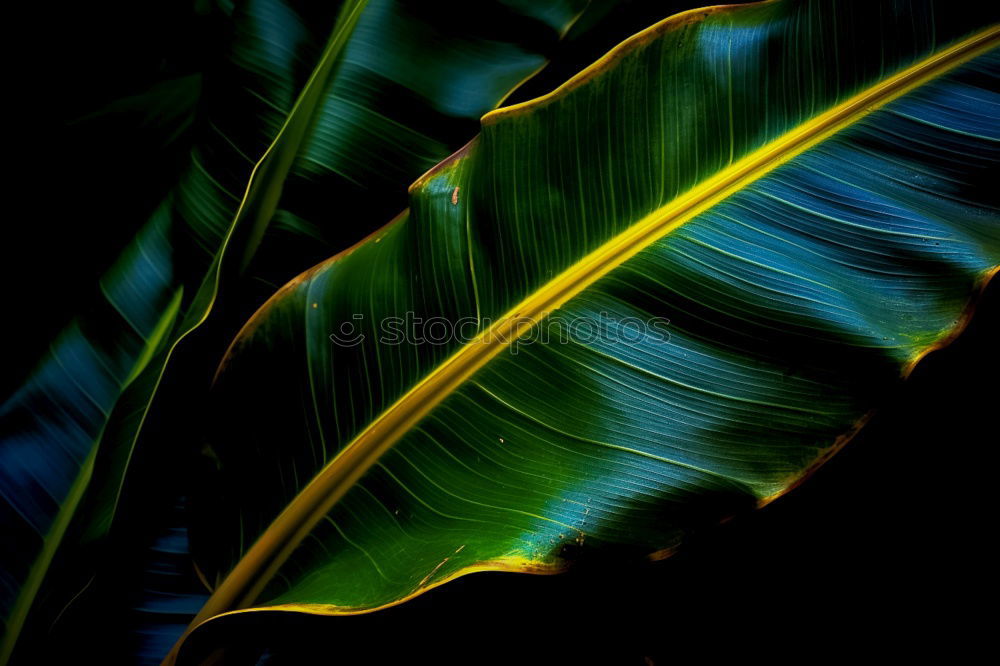 Similar – Foto Bild palm palm palme… Palme