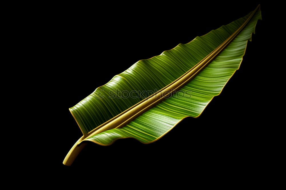 Image, Stock Photo grow and prosper leaf by leaf.