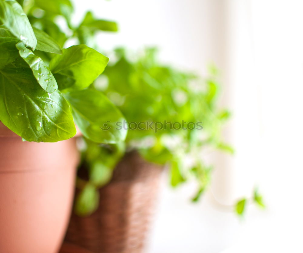 Similar – Growing vegetables in tubs on balcony