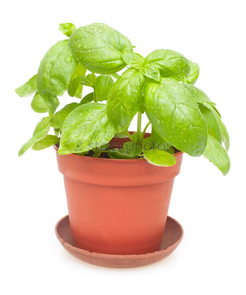 Similar – Image, Stock Photo Basil in a pot Art