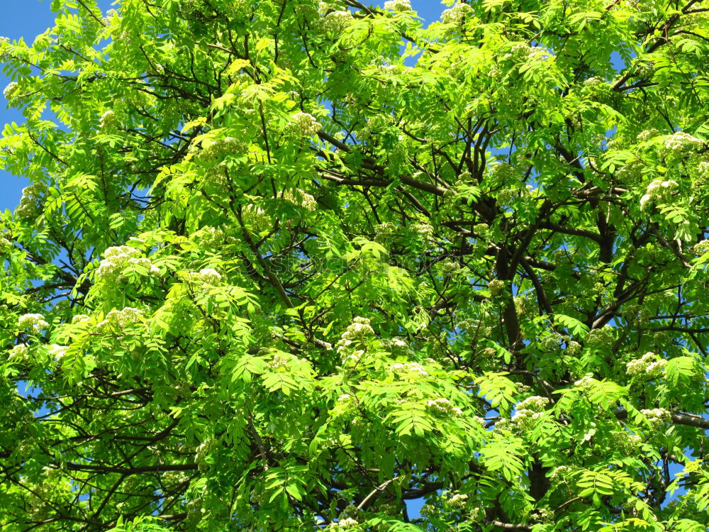 Similar – Foto Bild Frühlingsblüten Blüte