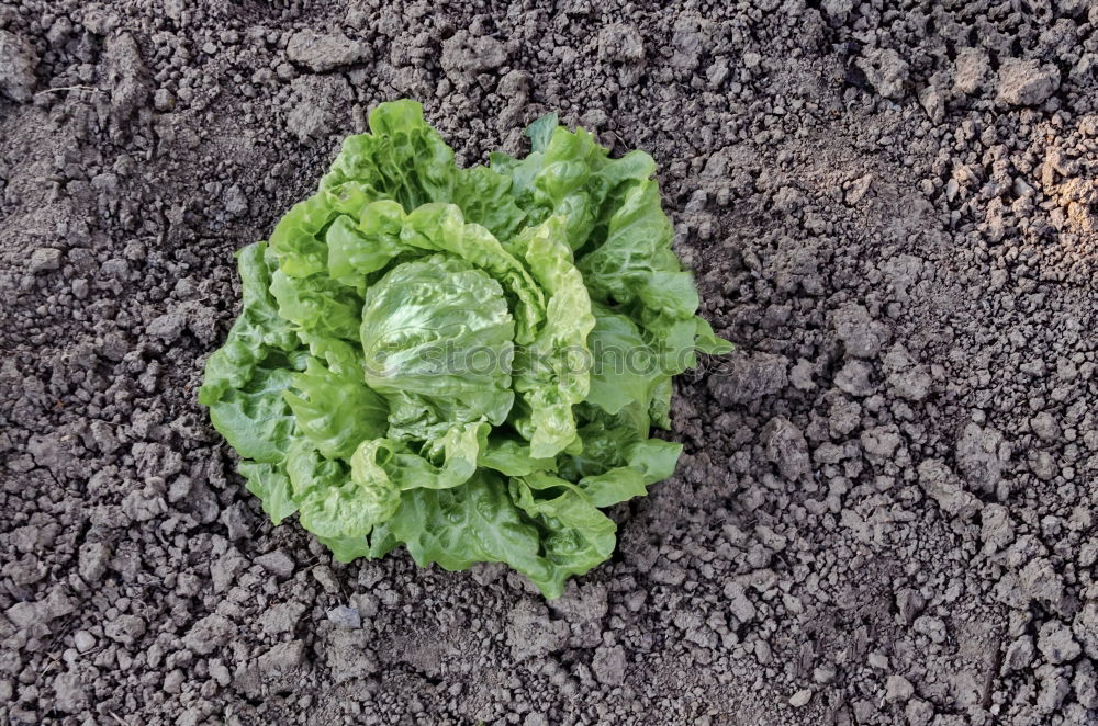 Similar – salad Lettuce