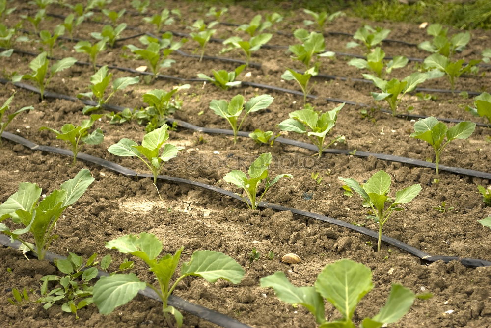 Similar – Image, Stock Photo Leaf spinach fresh from the field ripe for harvesting