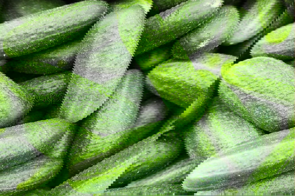 Similar – Image, Stock Photo Freshly harvested
