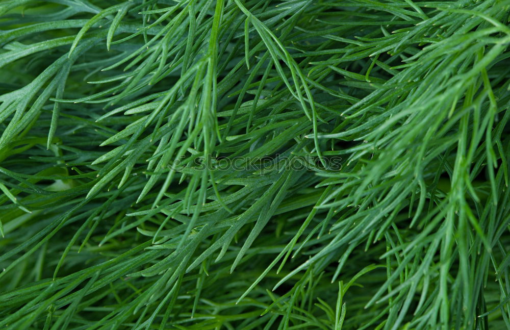 Similar – green leaves of daffodils in raindrops