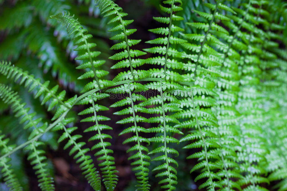 Similar – Fern Pteridopsida Green