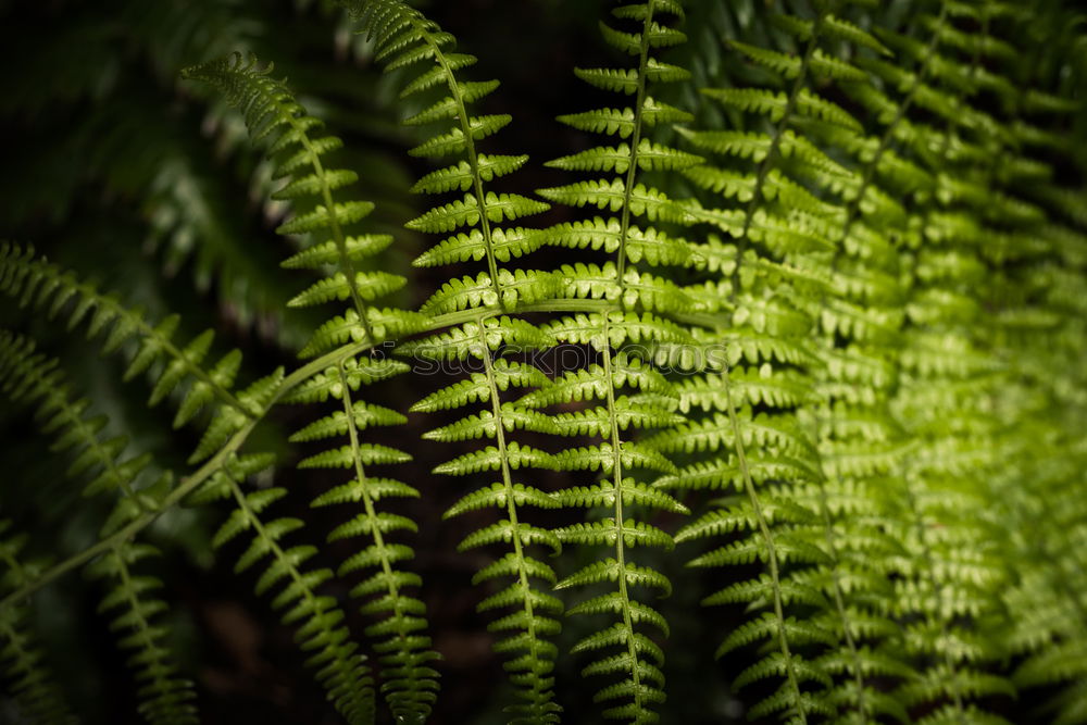 Similar – Image, Stock Photo frond Fern Environment