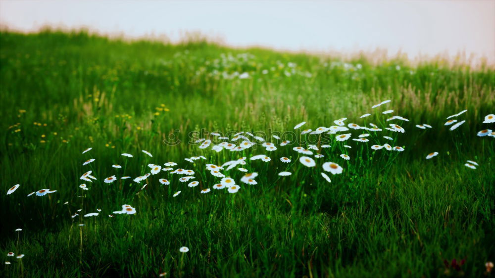 Similar – Käferleben Blume grün