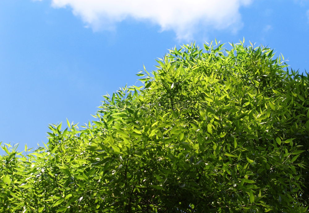 Similar – in japan, there’s only one word for green and blue.