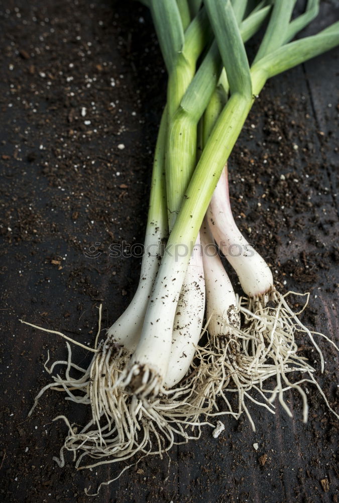 Fresh green garlic