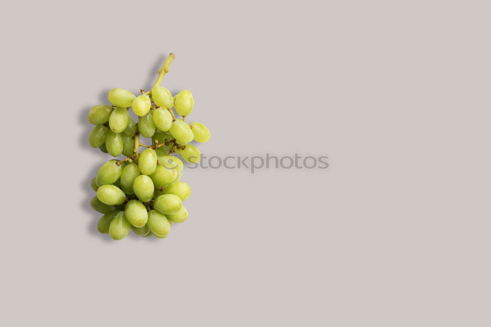 Similar – Image, Stock Photo Caterpillars, large brooch, pieris, brassicae