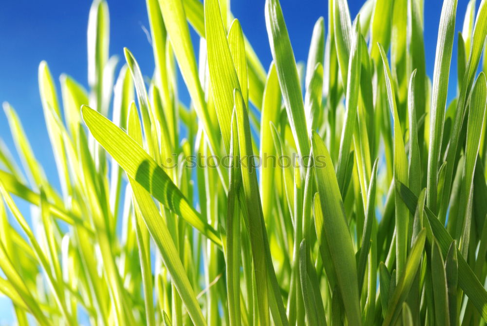 Similar – striped grass Grass Line