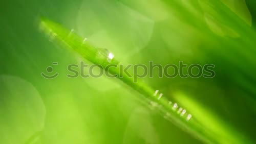 leaf structure