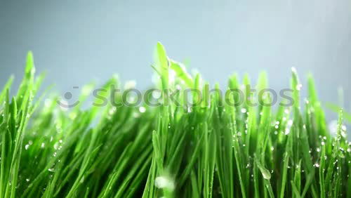 clean gras die zweite