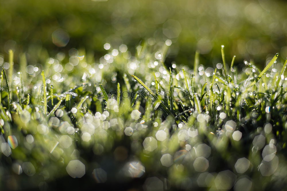 Similar – etwas winter Frühling grün