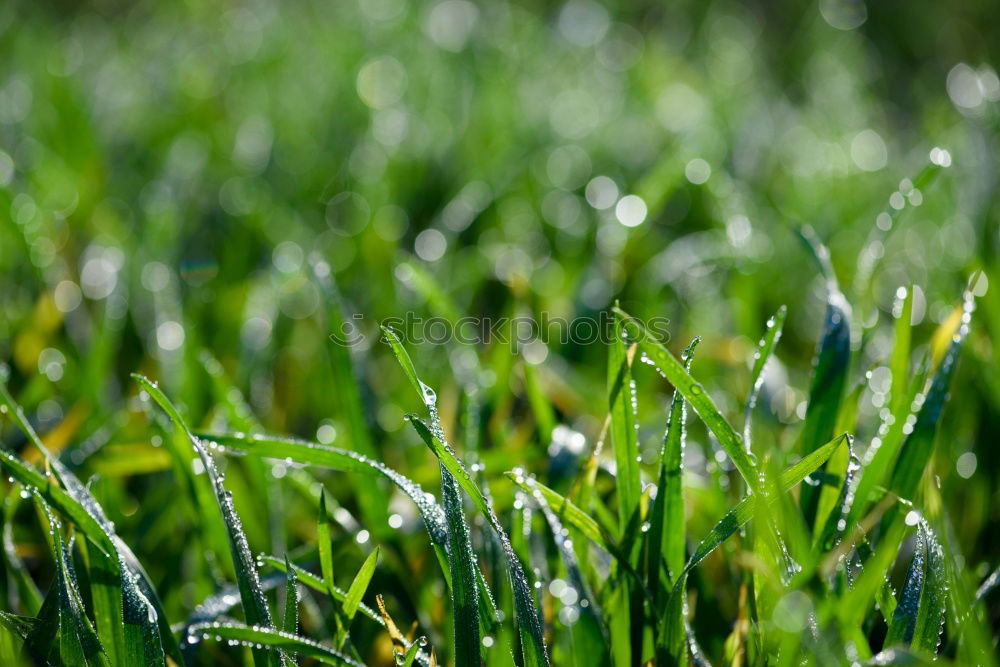 Similar – etwas winter Frühling grün