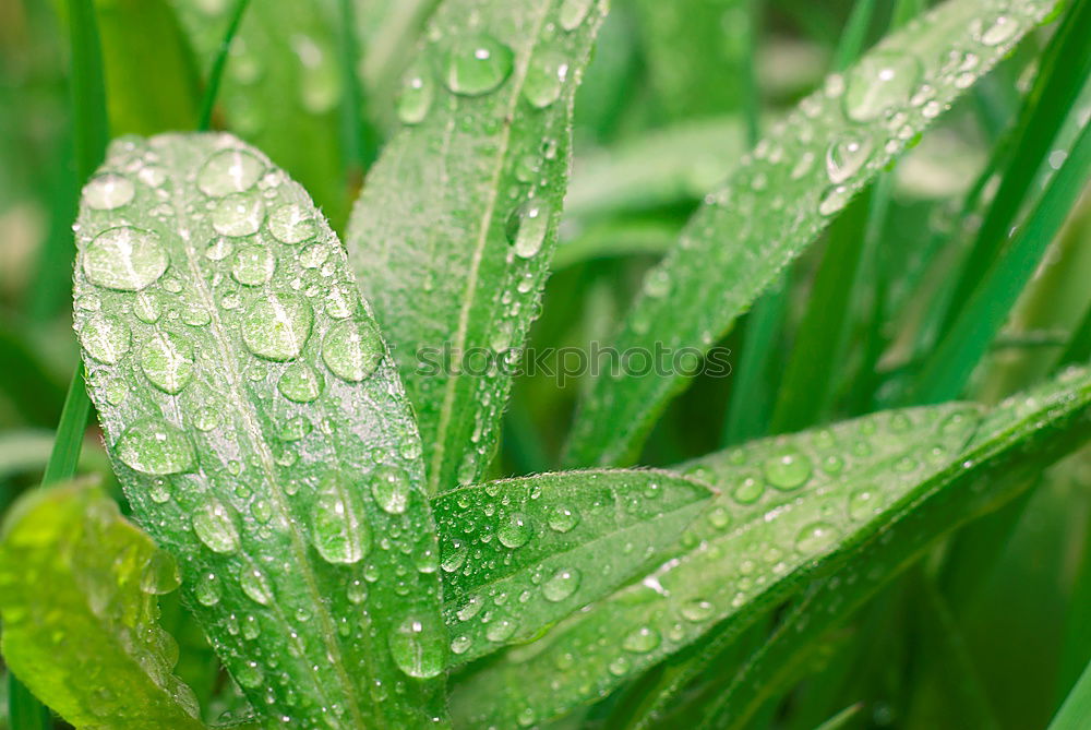 Similar – nach dem Regen Blatt Palme