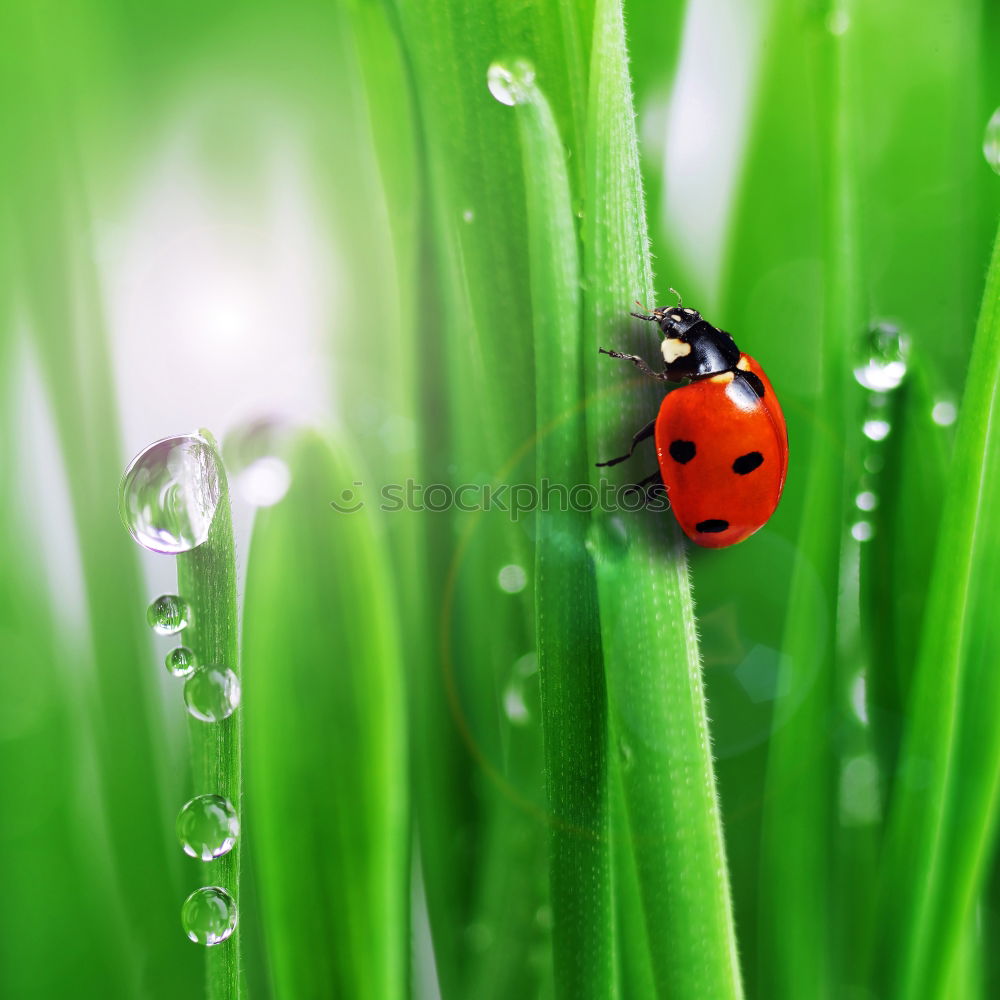 Similar – ladybird Ladybird Leaf Red