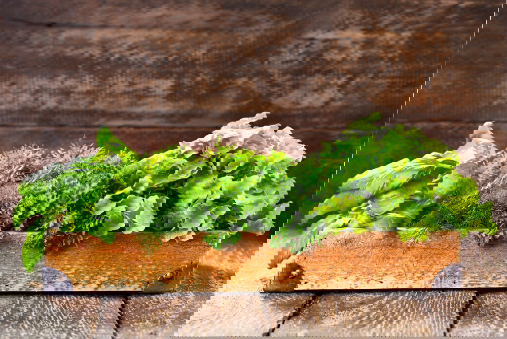 Similar – Image, Stock Photo Green vegetables Food