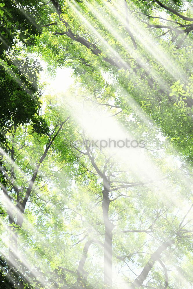 Similar – Image, Stock Photo spring Environment Nature