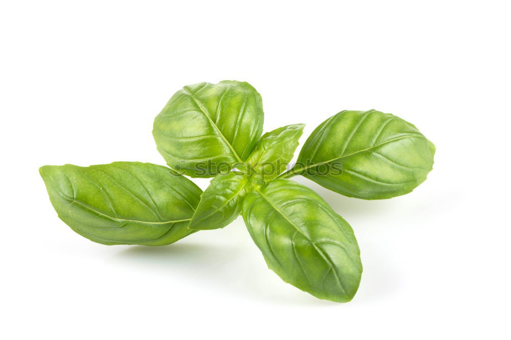 Similar – Basil / Basil Italy