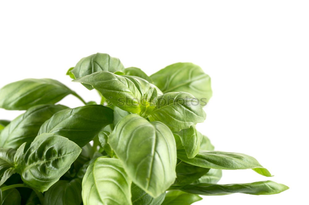 Similar – Image, Stock Photo basil Food