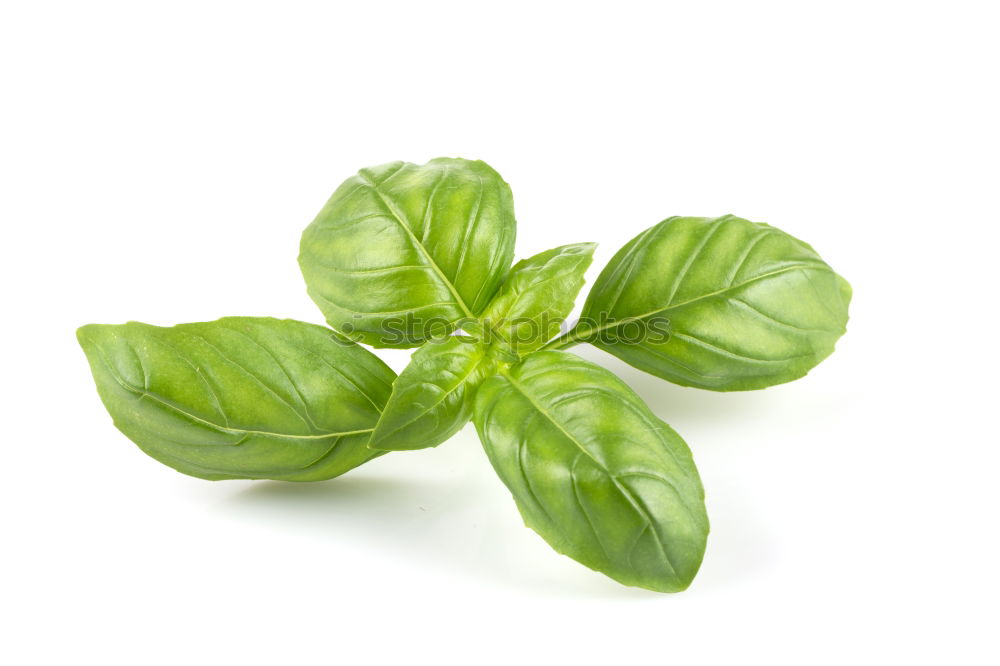 Similar – Basil / Basil Italy