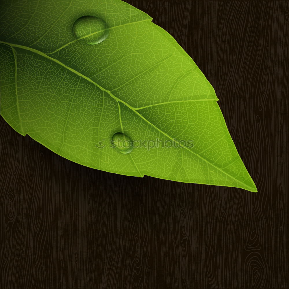 Similar – Green leaf on wood Design