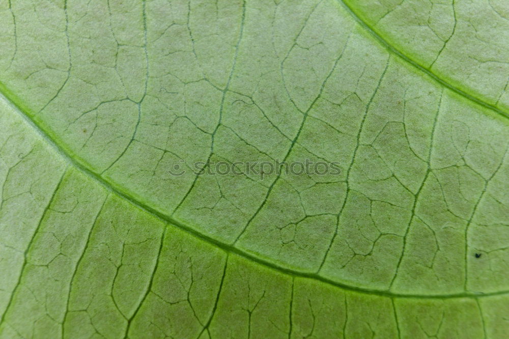 Similar – Image, Stock Photo King Cracks of III. Green