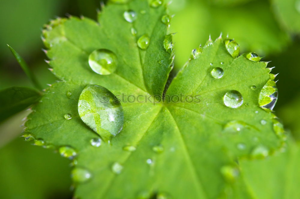 Similar – Image, Stock Photo dewdrops; weed; water; structure; dew; raindrops