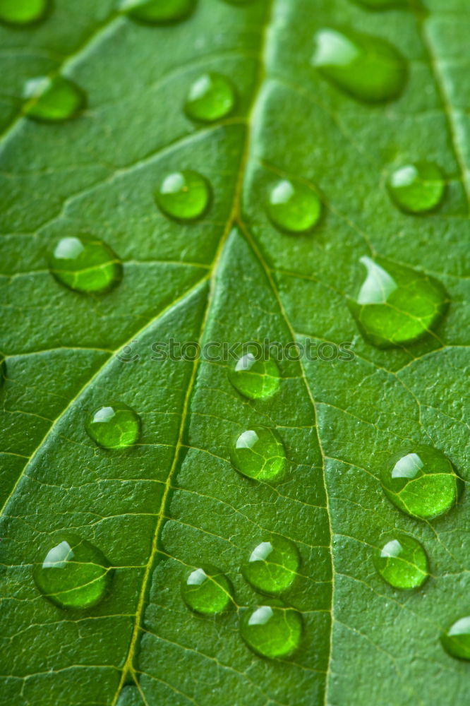 Similar – Image, Stock Photo Raindrops on a vine leaf