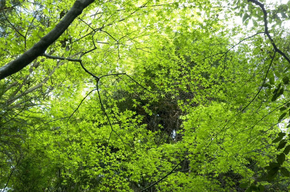 Similar – Image, Stock Photo oak finger Environment