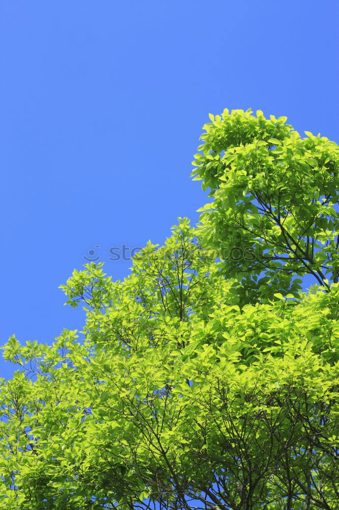 Similar – Im Garten Eden V Baum grün