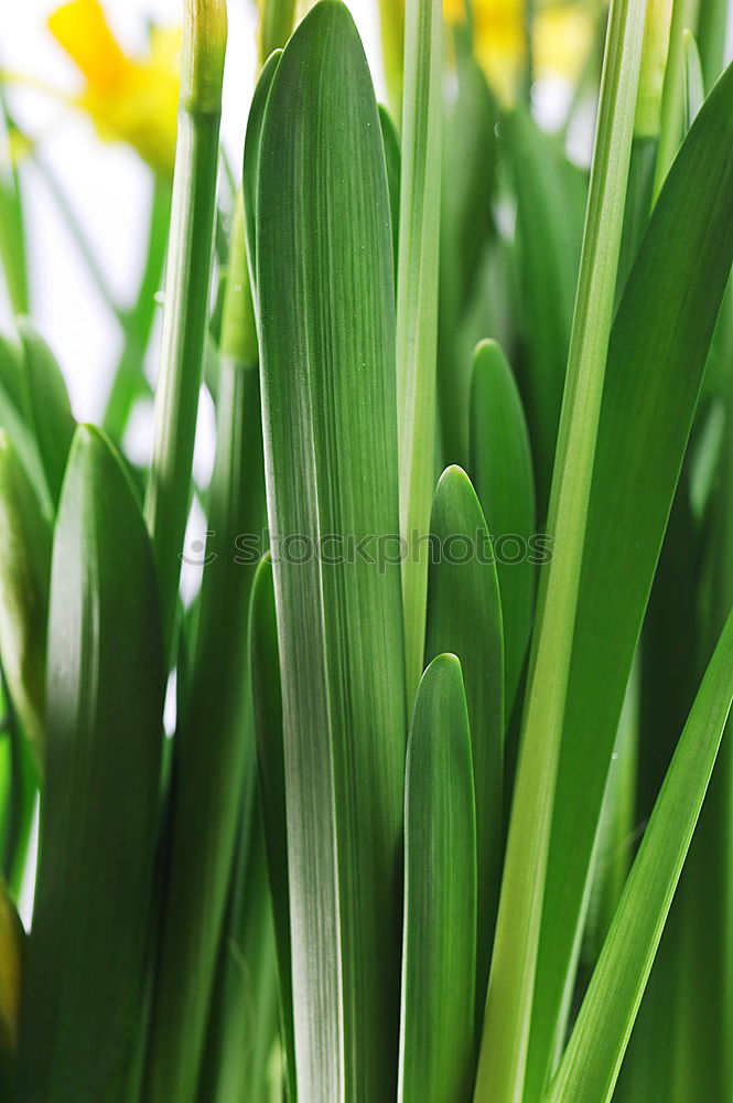 Similar – Foto Bild Spring Break. Frühling