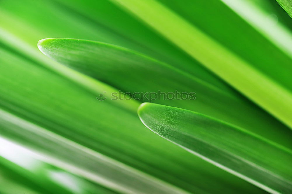 Similar – Coconut Leaf Coconut palm