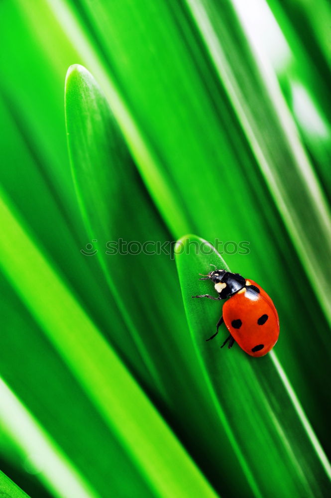 Similar – Ladybird *2 Happy Success