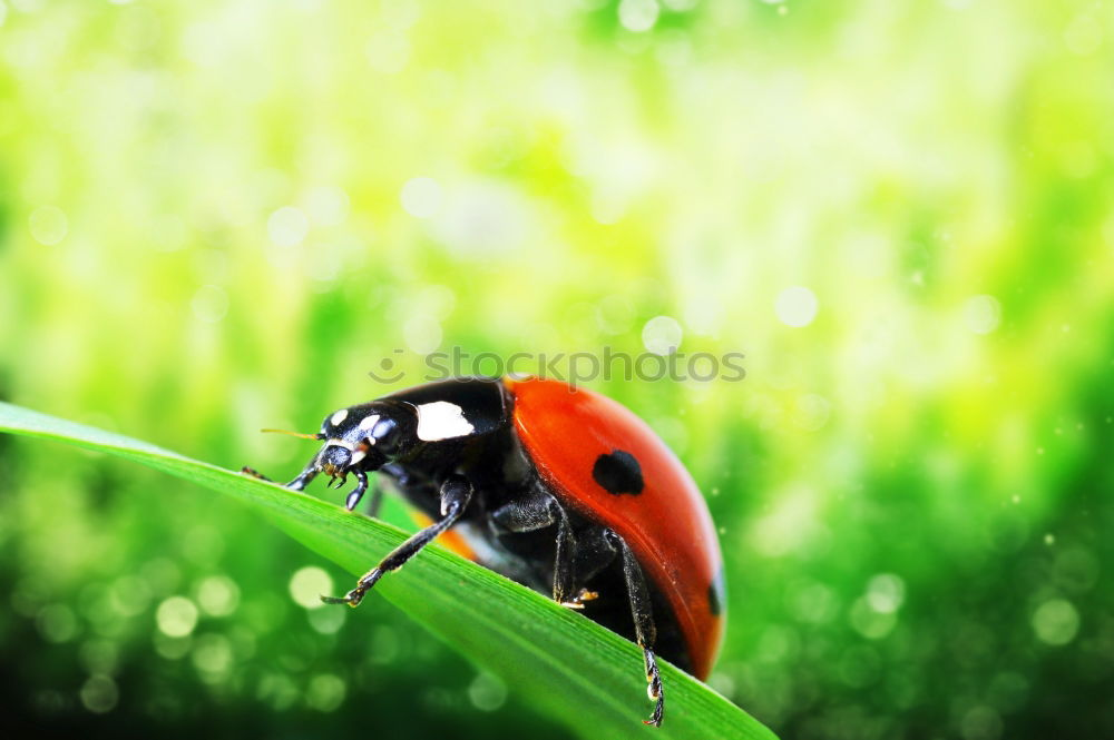 Similar – Ladybird *2 Happy Success